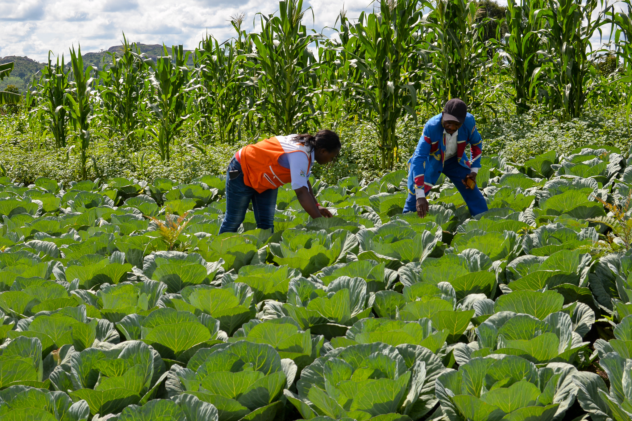 kitchen-gardening-a-new-innovative-to-supplement-food-rations-among